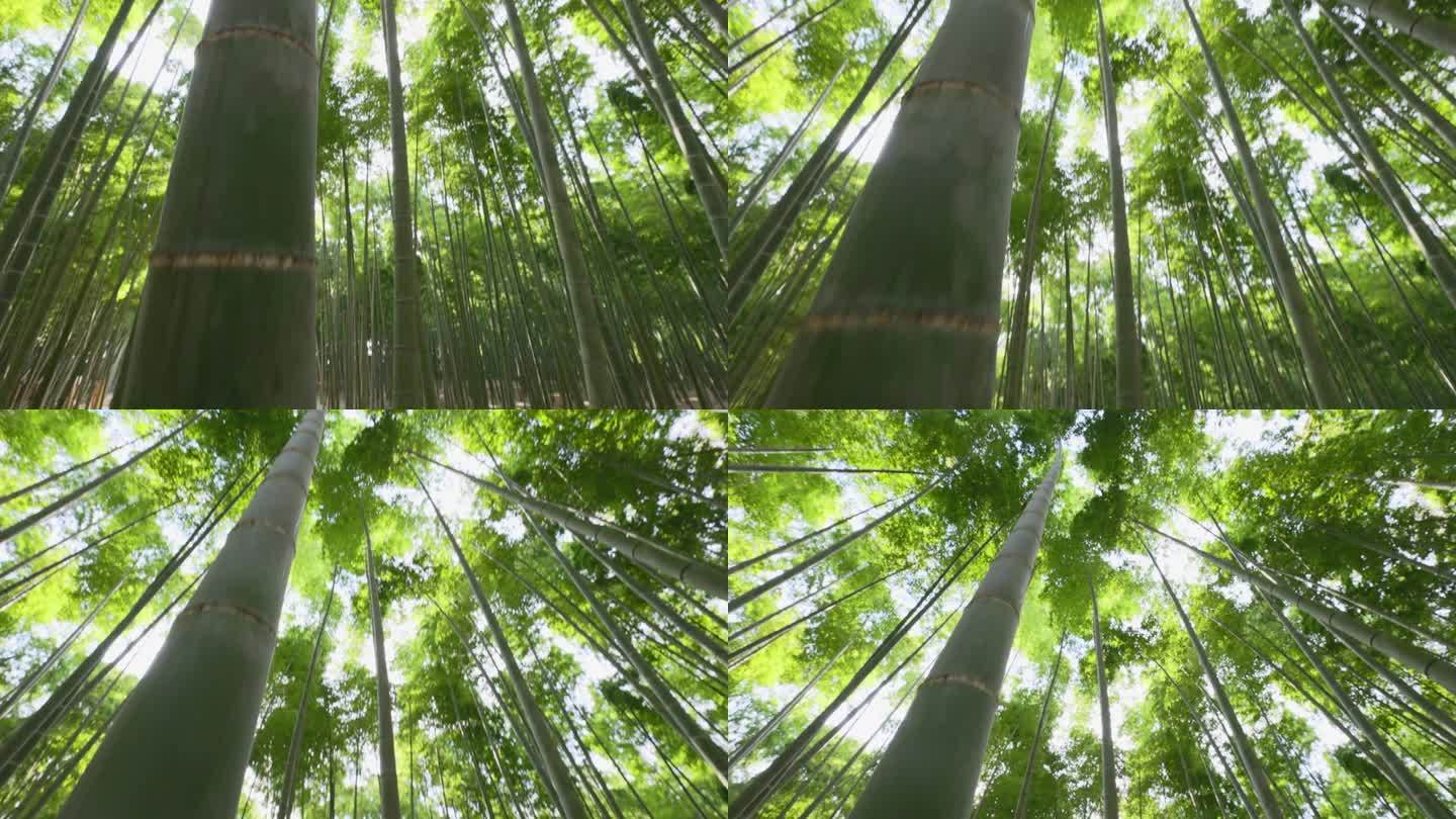 鲜绿竹林生态保护仰视天空参天大树