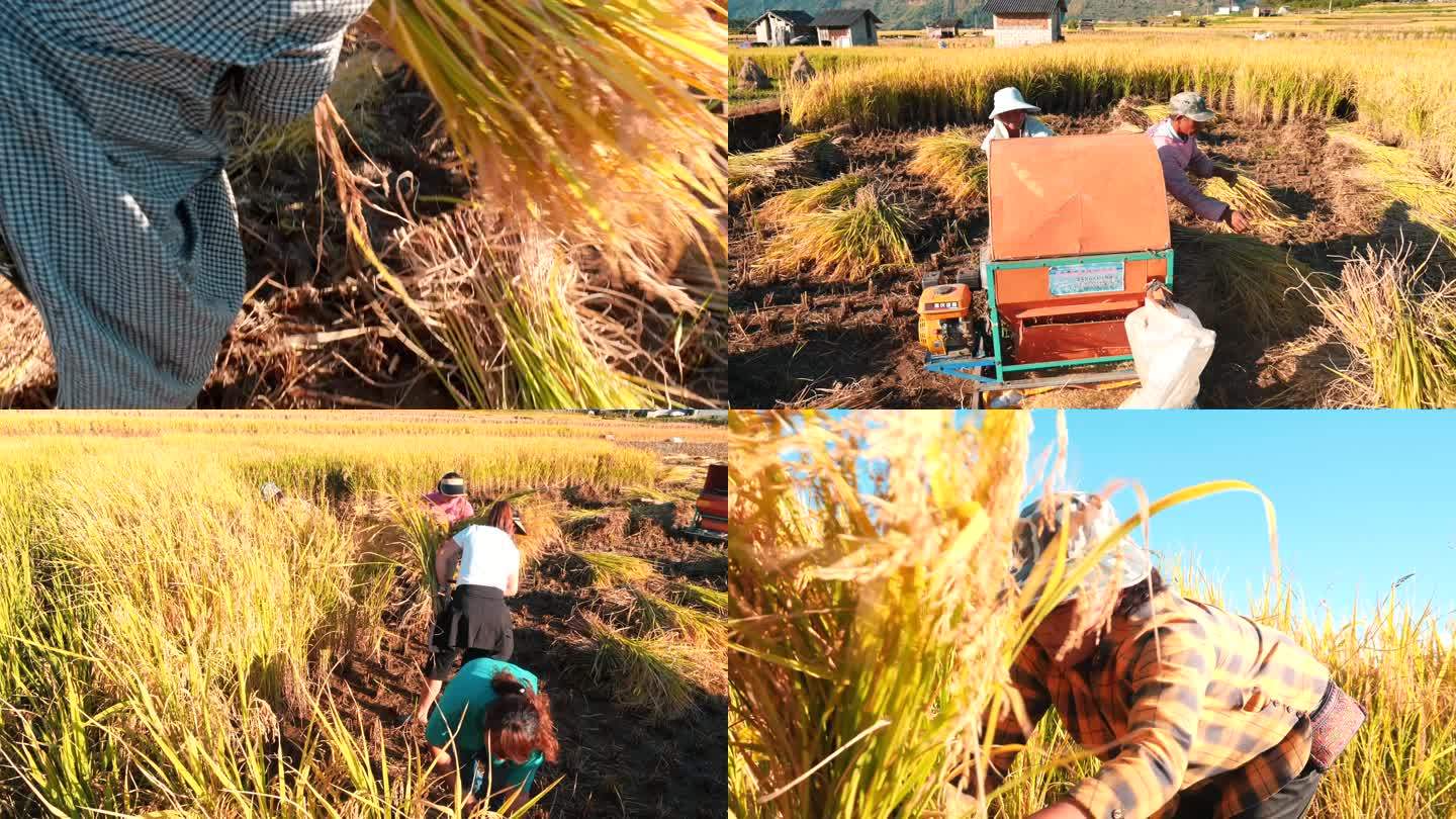 4K拍摄丰收农业稻谷收割水稻