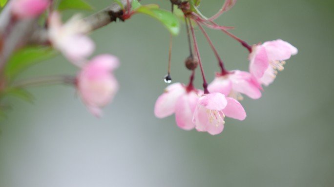 垂丝海棠 绿叶 细雨 10