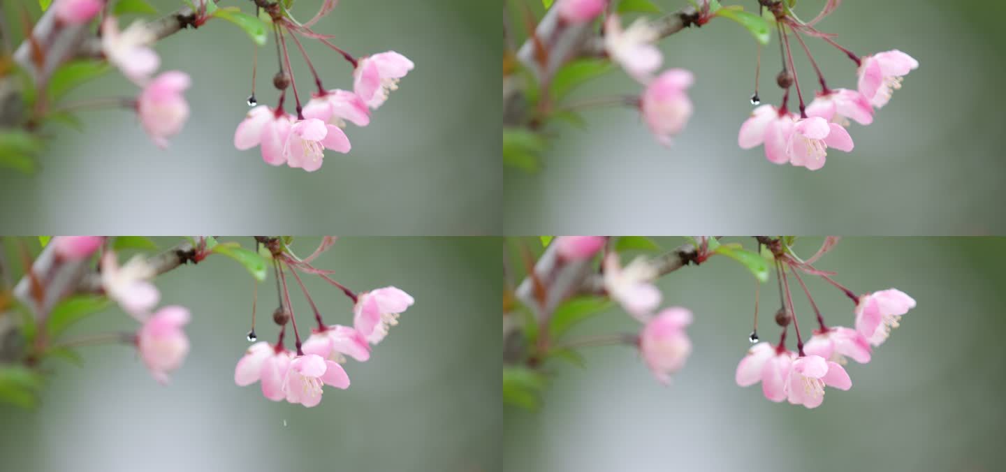 垂丝海棠 绿叶 细雨 10
