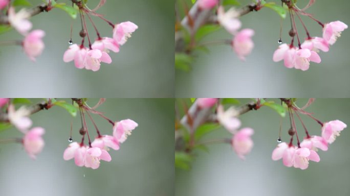 垂丝海棠 绿叶 细雨 10