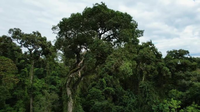 一棵红木树，一种全球几乎灭绝的物种。