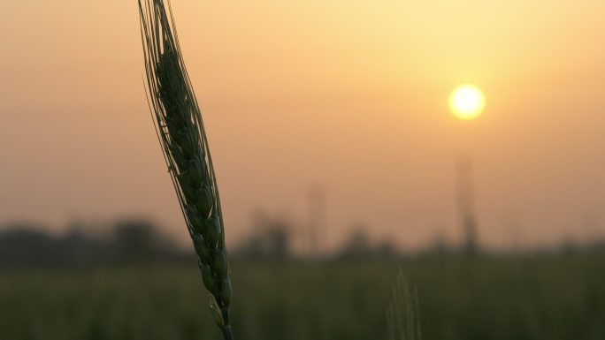 农村傍晚太阳夕阳田野小麦穗