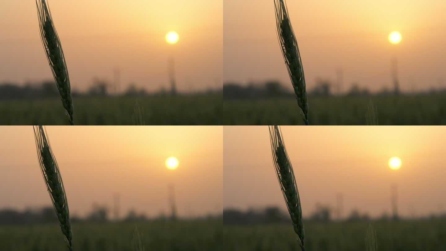 农村傍晚太阳夕阳田野小麦穗