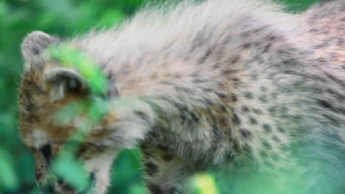 一只刚出生的非洲猎豹在玩手杖，鼻子上沾着血