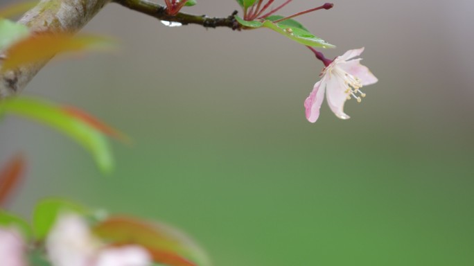 垂丝海棠 绿叶 细雨 6