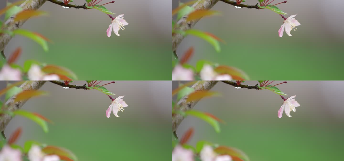 垂丝海棠 绿叶 细雨 6