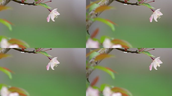 垂丝海棠 绿叶 细雨 6