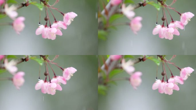 垂丝海棠 绿叶 细雨 9