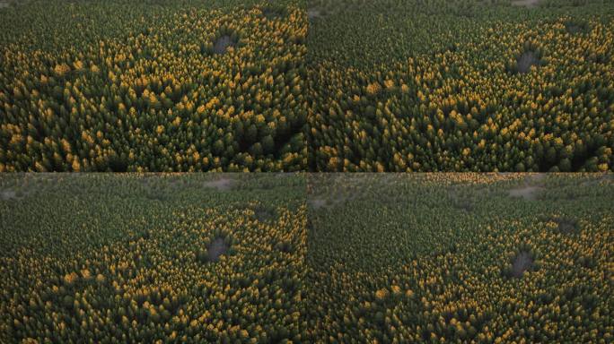 垂直上升远离拍摄樟子松林大景