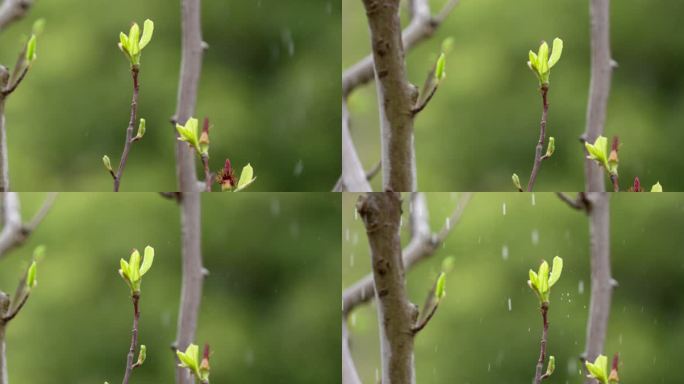 胡桃 嫩芽 细雨 6