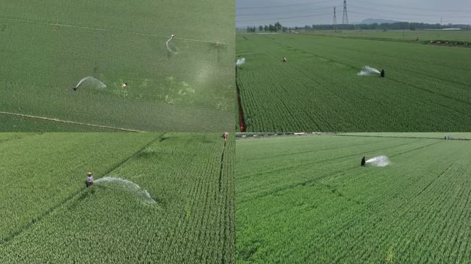 麦田浇水灌溉航拍浇灌 绿色的麦田 慢动作
