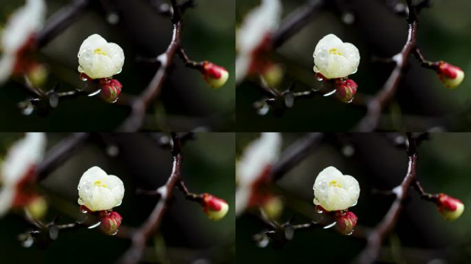 春雨中梅花花朵特写,梅花花瓣上的雨滴水珠