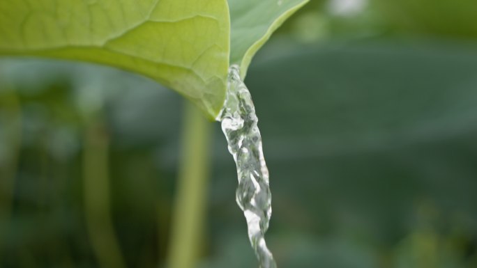 荷叶水滴露流水露珠慢镜头升格