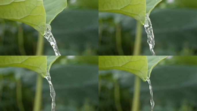 荷叶水滴露流水露珠慢镜头升格