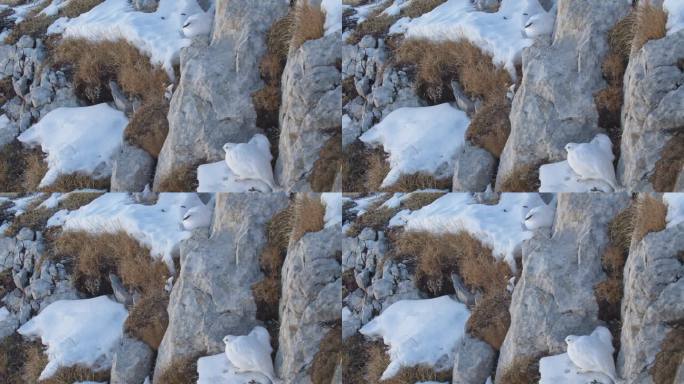 法国阿尔卑斯山的岩雷鸟