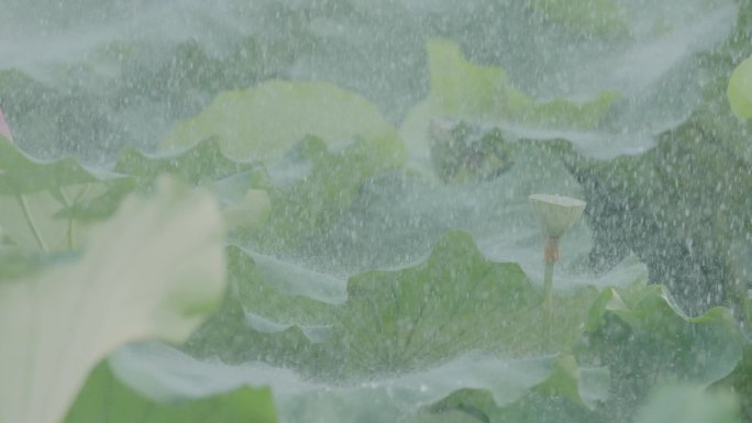 雨景荷花荷叶ARRI升格拍摄