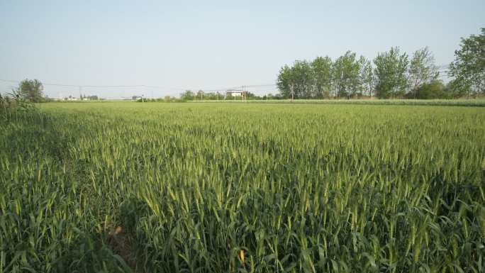 农村田野小麦风吹麦浪粮食