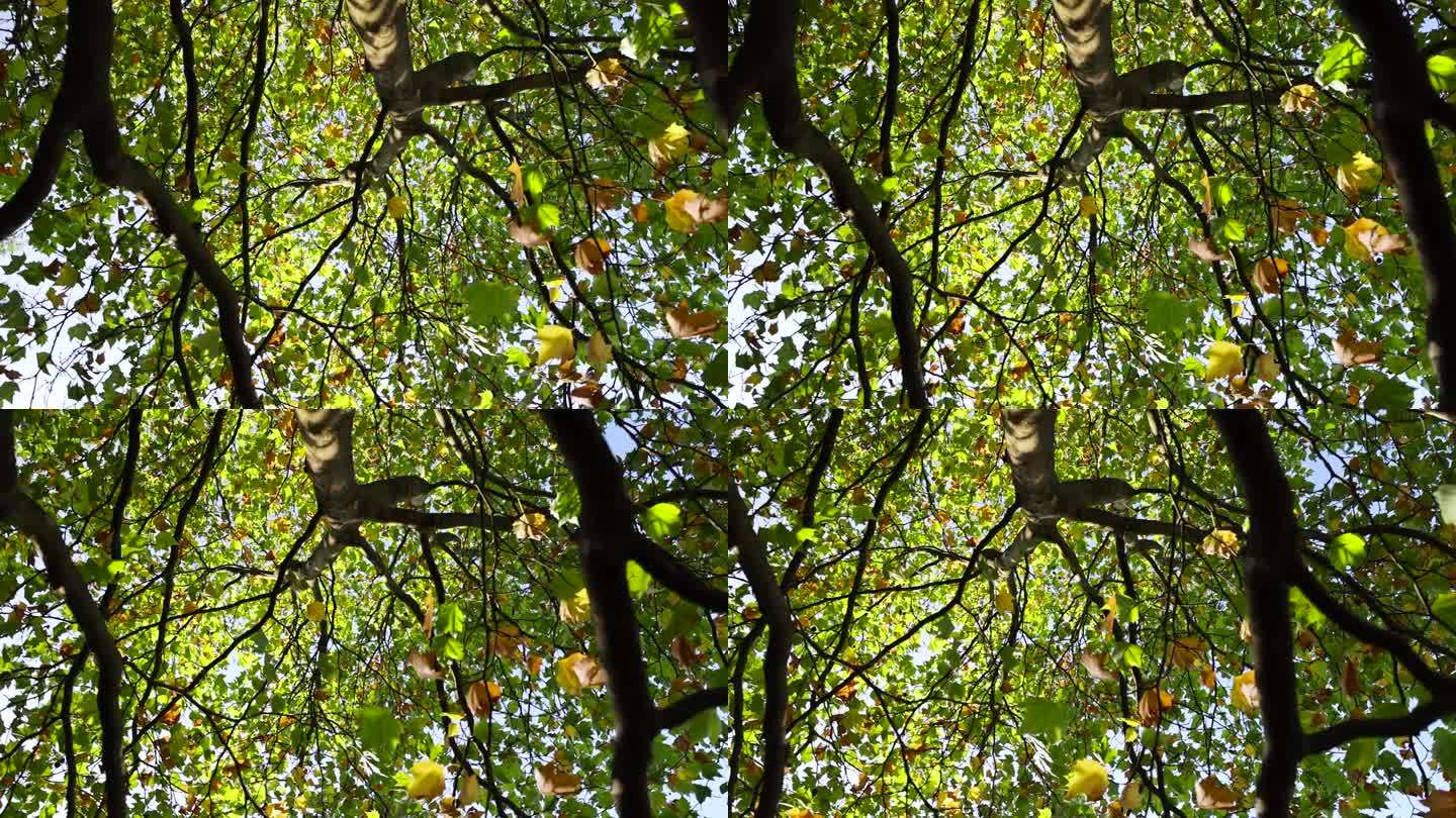 梧桐树在秋天的季节随着叶子的颜色变化