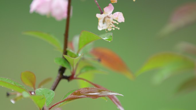 垂丝海棠 绿叶 细雨 3