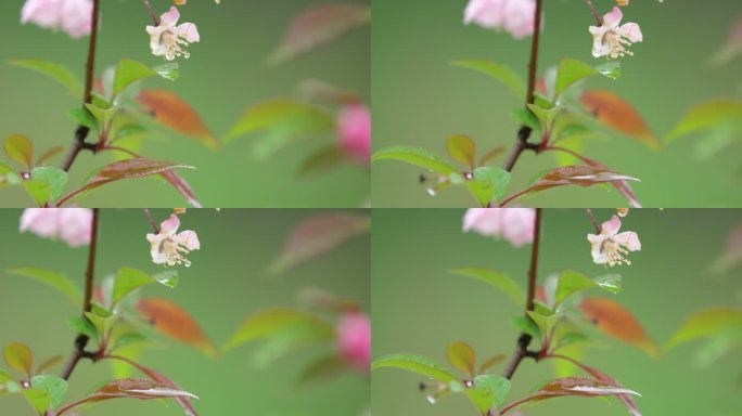 垂丝海棠 绿叶 细雨 3
