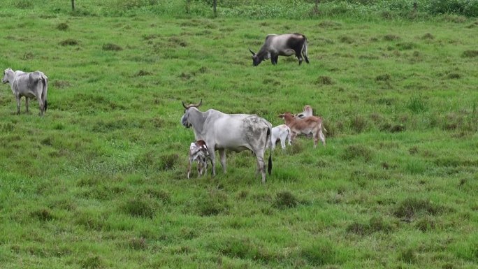 吃草的母牛和吃奶的小牛。