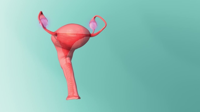 卵巢:女性生殖系统中的卵巢