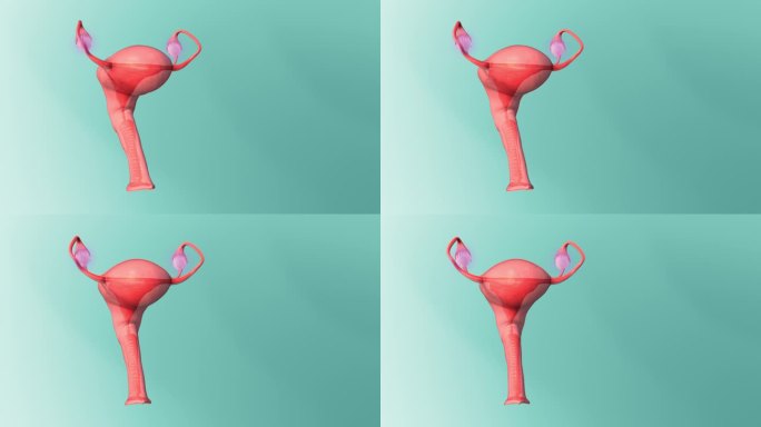 卵巢:女性生殖系统中的卵巢