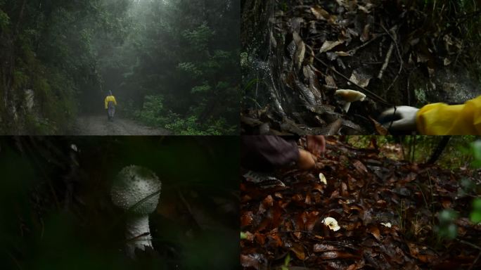 下雨天的森林，采蘑菇