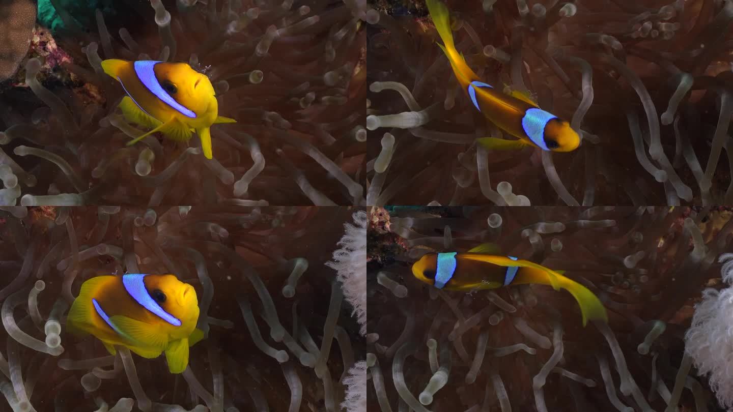 海葵鱼在红海的海葵中近距离游泳