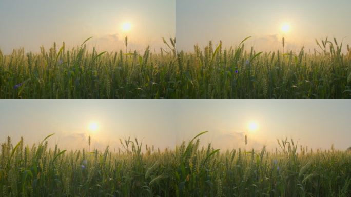 田野金黄色小麦穗麦芒太阳夕阳