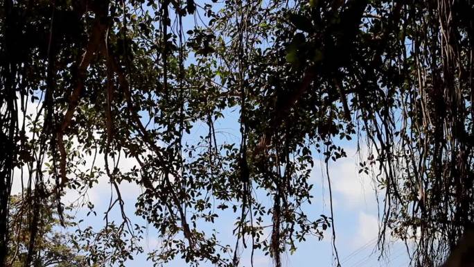亚热带干燥地区榕树的气生根