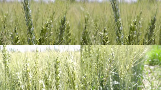小麦麦子农作物春季特写郊外植物