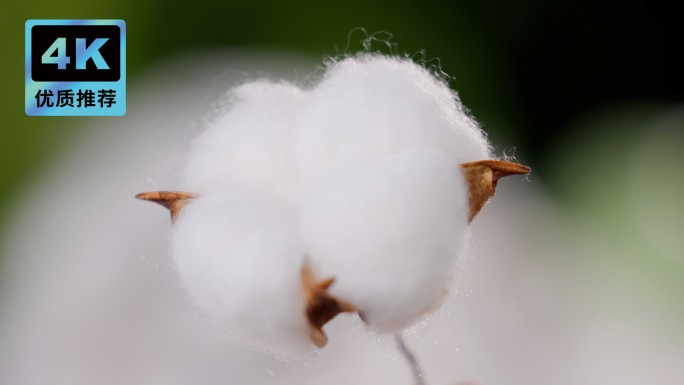 棉花纯棉制品棉花展示一朵棉花 白棉花