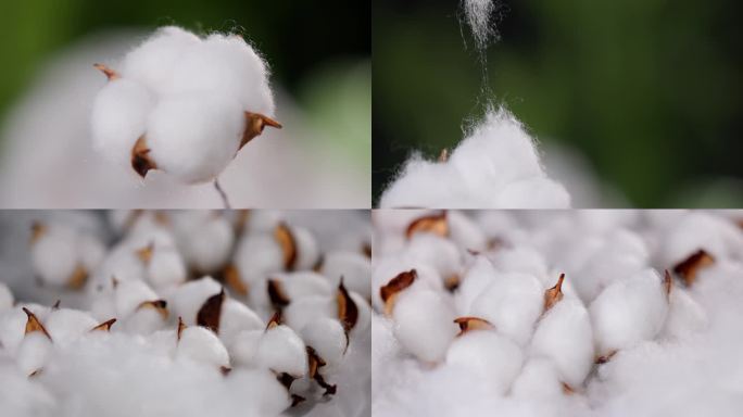 棉花纯棉制品棉花展示一朵棉花 白棉花