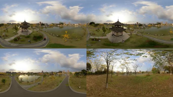 VR全景视频公园内的黄金风铃木