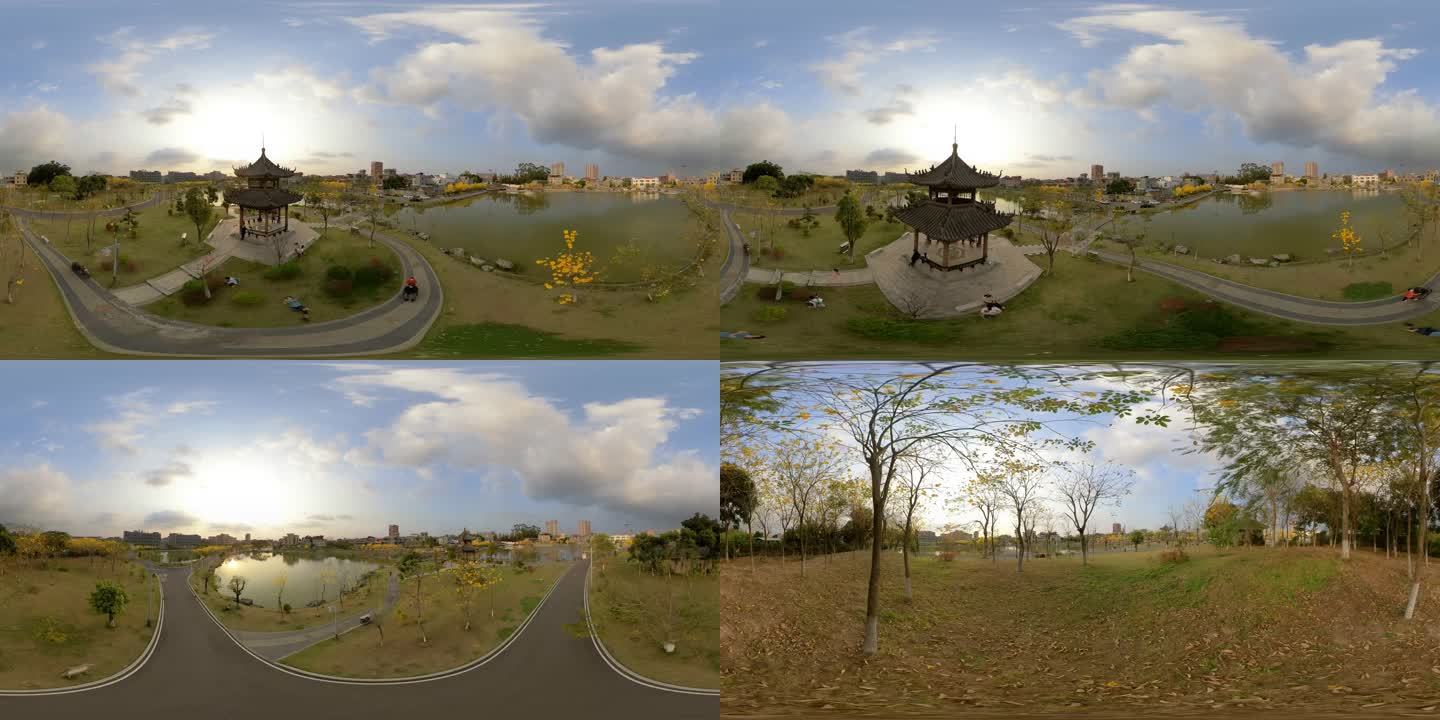 VR全景视频公园内的黄金风铃木
