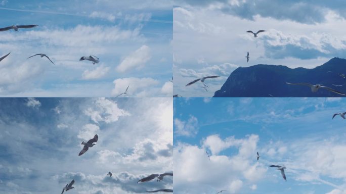 海上蓝天白云下飞翔的海鸥
