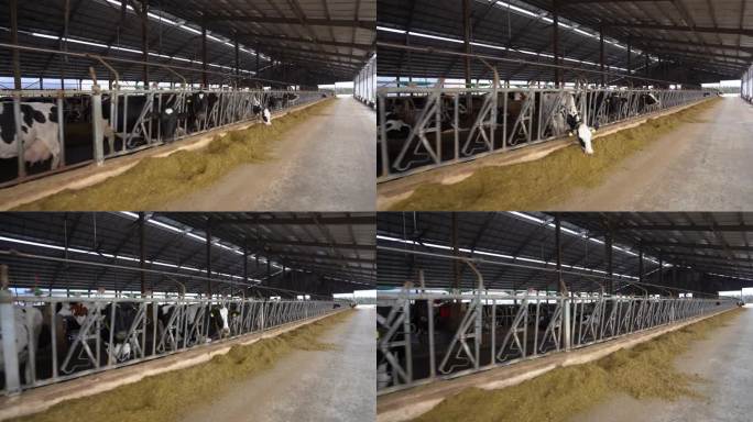 有机牛奶生产:健康的奶牛在牛栏里放牧，为天然食品爱好者创造新鲜的乳制品