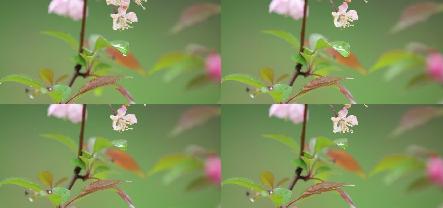 垂丝海棠 绿叶 细雨 2