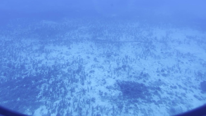 从潜艇舷窗拍摄夏威夷海岸海底生长的海草。30fps的4K HDR