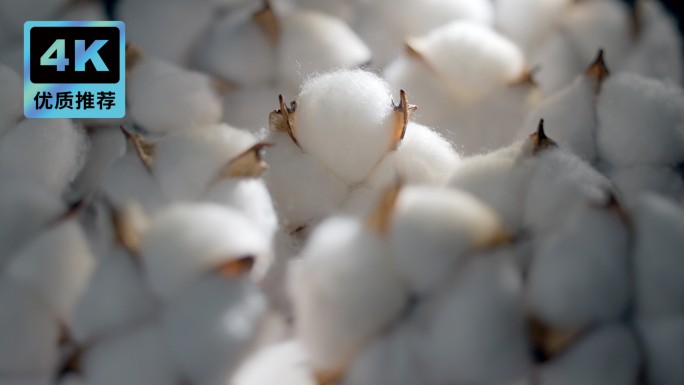 棉花被植物棉花纤维纯棉面料棉花填充物
