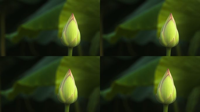 小荷尖尖角含苞待放的荷花蕾