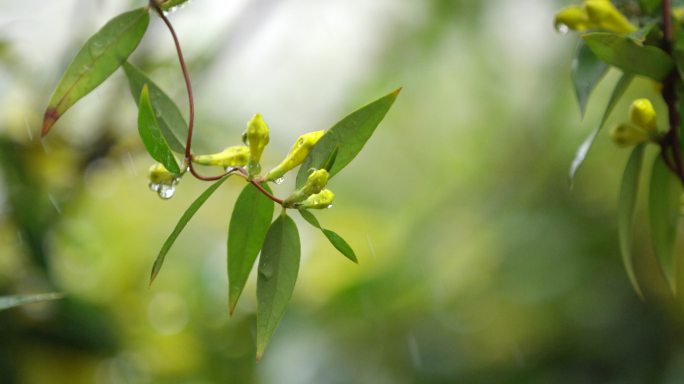 绿叶 嫩芽 细雨