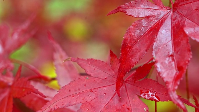 秋初，秋日气氛中，一棵日本槭树(Acer japonicum)鲜红变色的叶子特写