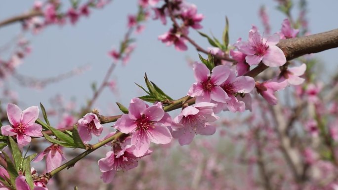 实拍春天桃园桃花花期