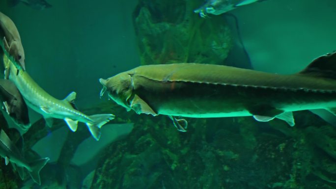 海洋馆 中华鲟 鲟鱼 水族馆 海洋生物