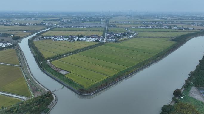 上海农村 农田 水稻 种植 松江农田