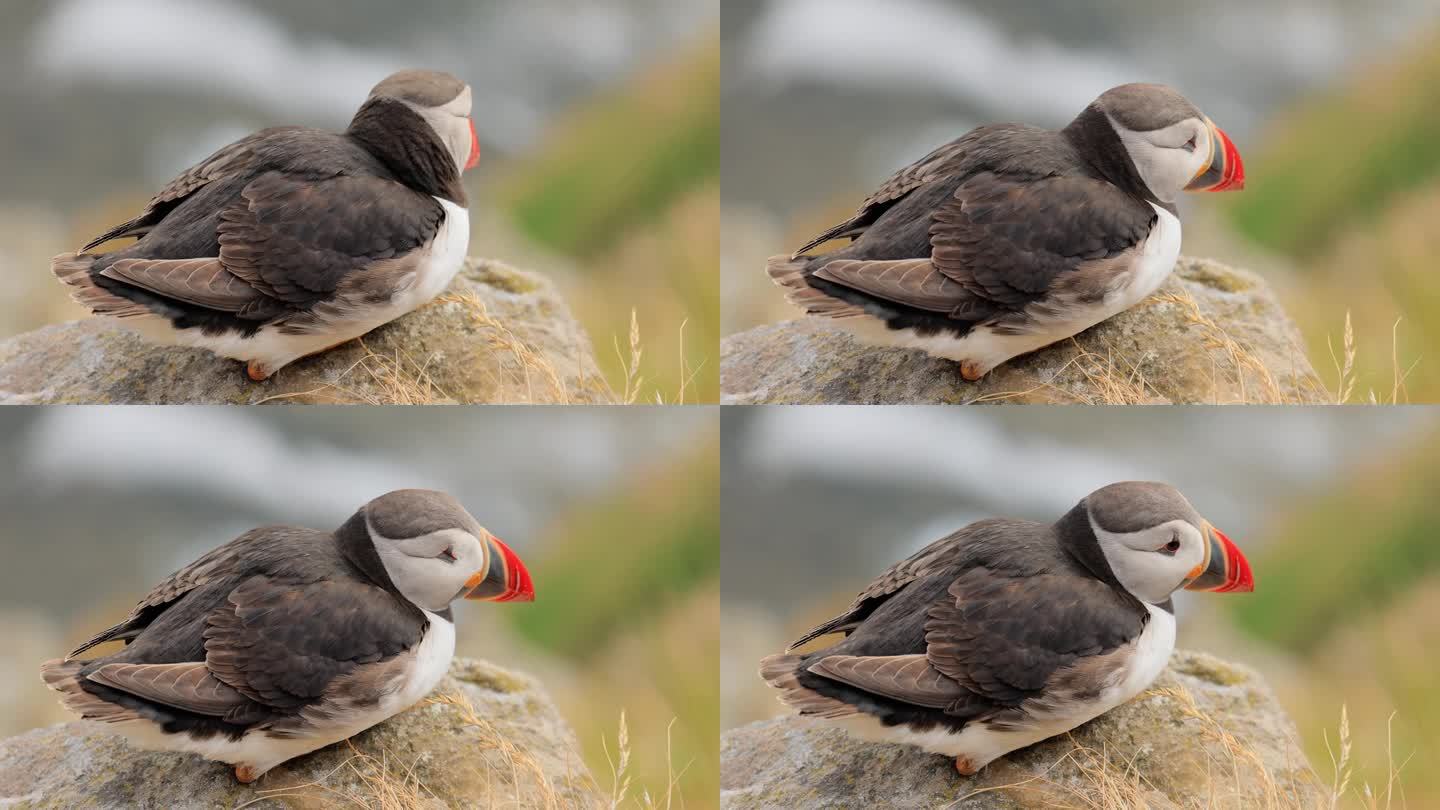 大西洋海雀(北极海雀)，栖息在挪威伦德岛的岩石上。