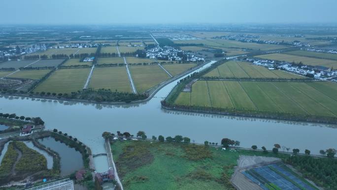 上海农村 农田 水稻 种植 松江农田